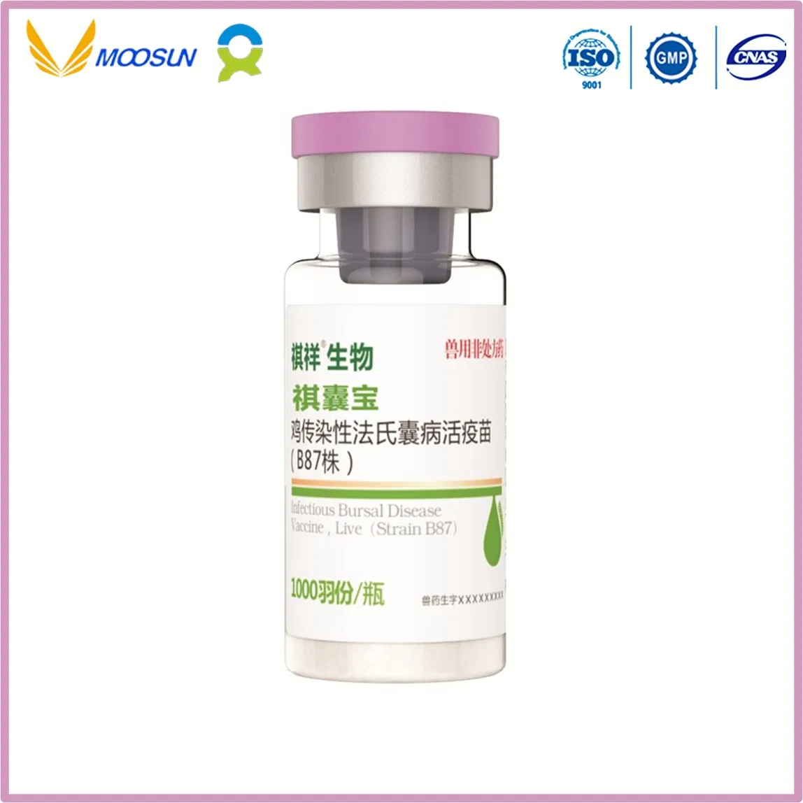 Veterinary Use Vaccine with GMP Infectious Bursal Disease Vaccine, Live (Strain B87) for Aniamals