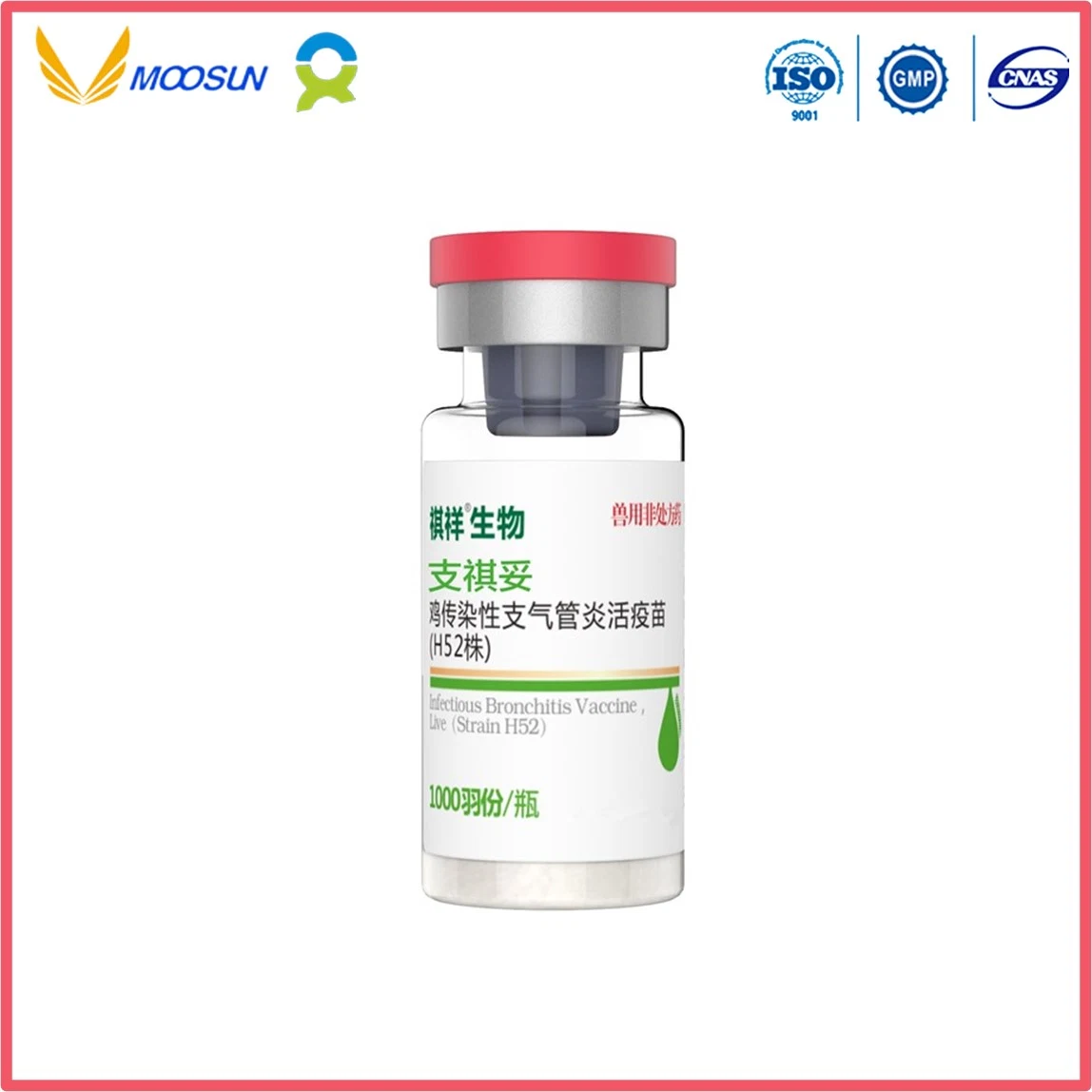 High Quality Animal Live Vaccine Infectious Bronchitis (IB) (Strain H52) GMP Factory