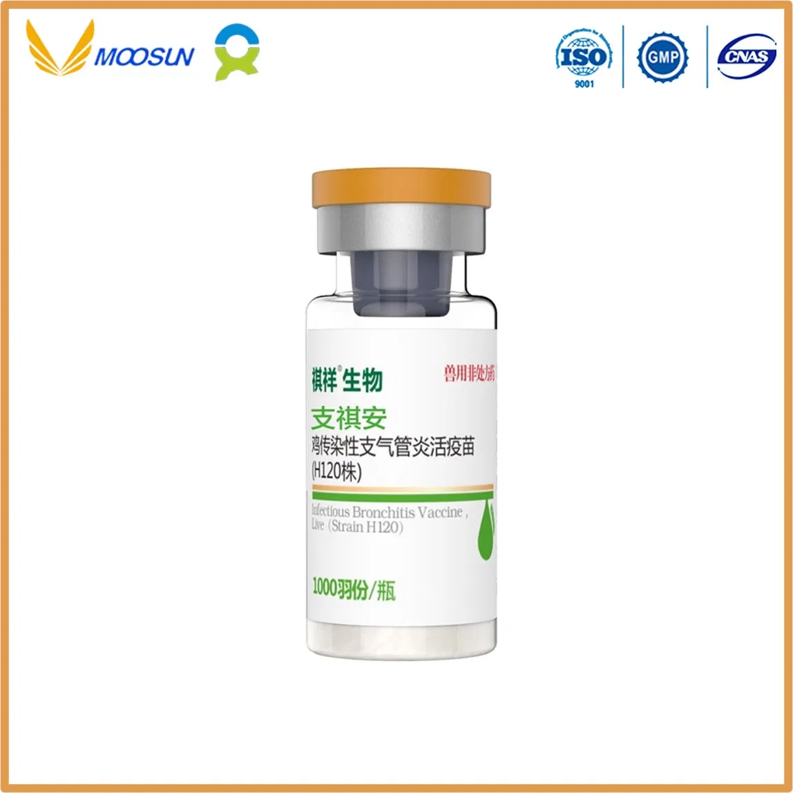 Veterinary Use Vaccine with GMP Infectious Bursal Disease Vaccine, Live (Strain B87) for Aniamals