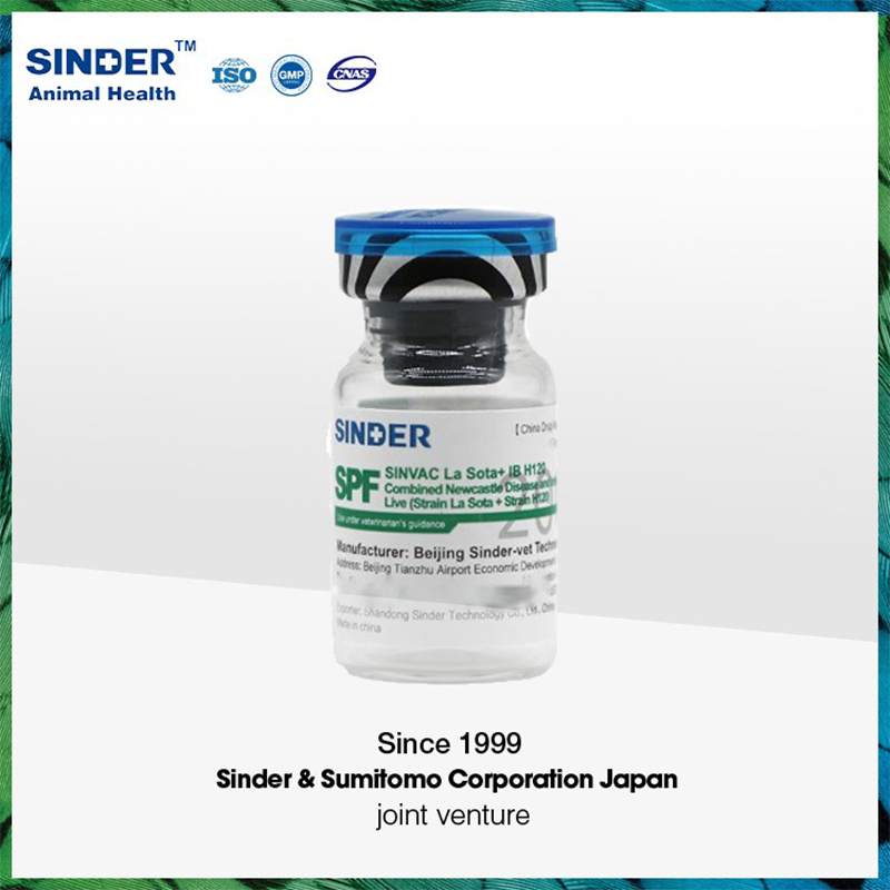 Infectious Bursal Disease Ibd Poultry Vaccine (Strain B87) for Bird Use