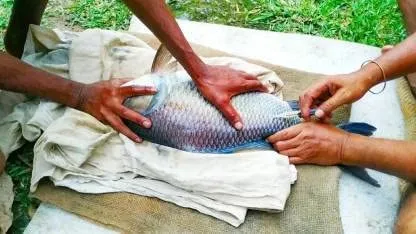 Fish Hormone Injection