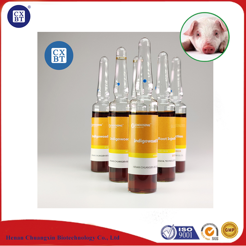 Veterinary Drugs for Respiratory Diseases: Radix Isatidis Injection for Antibacterial, Antiviral, and Immune Regulation