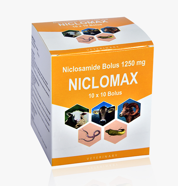 Schistosomiasis Prevention and Control Plan: Antibacterial Drug Disease Treatment