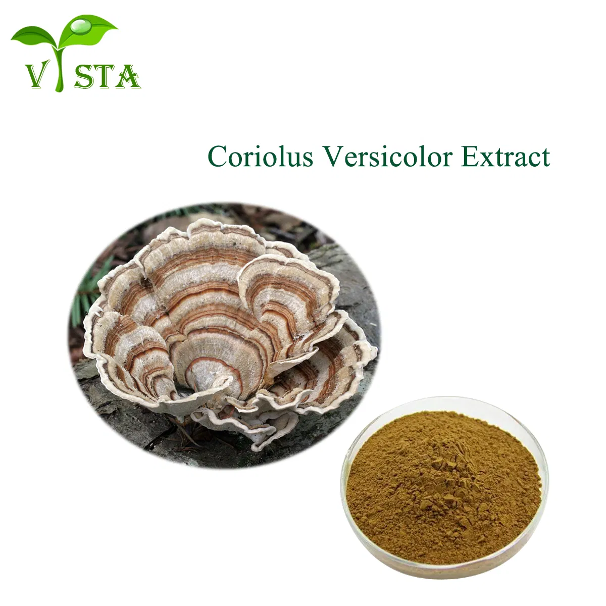 Organic 100% Natural Trametes Versicolor Coriolus Versicolor Turkey Tail Mushroom Extract