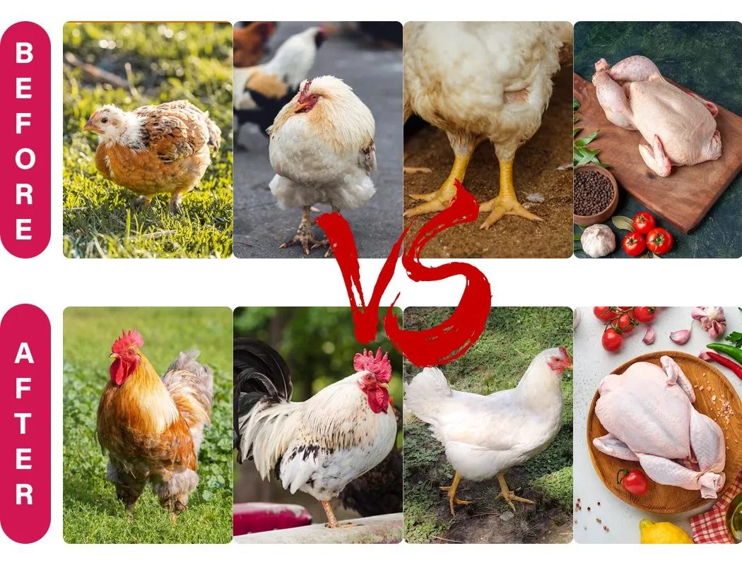 Antiviral Powder Detail 4