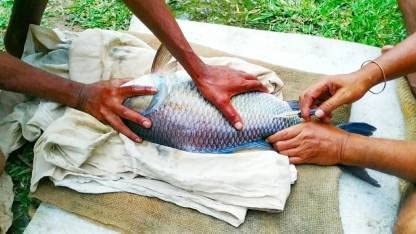 Veterinary Products: High-Quality Veterinary Drugs for Salmon to Promote Spawning, Aquaculture Drugs