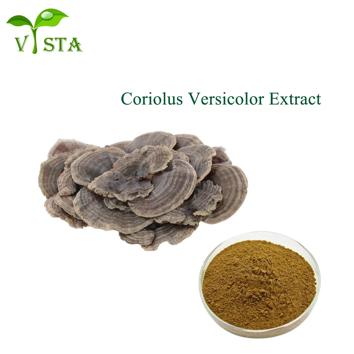 Organic 100% Natural Trametes Versicolor Coriolus Versicolor Turkey Tail Mushroom Extract