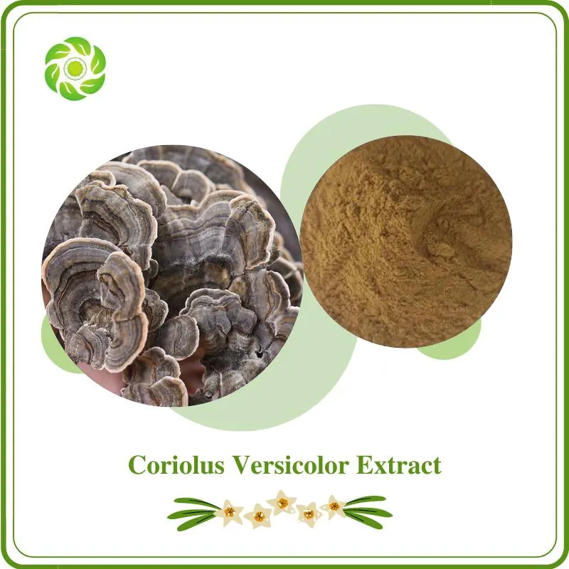 Coriolus Versicolor Extract