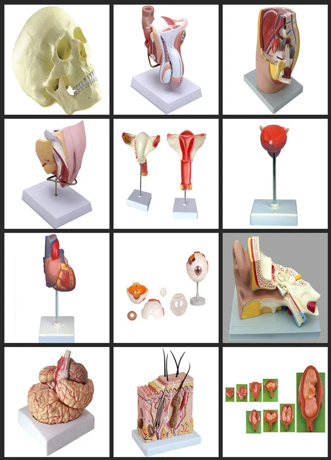 Kidney Section Detailed View 2