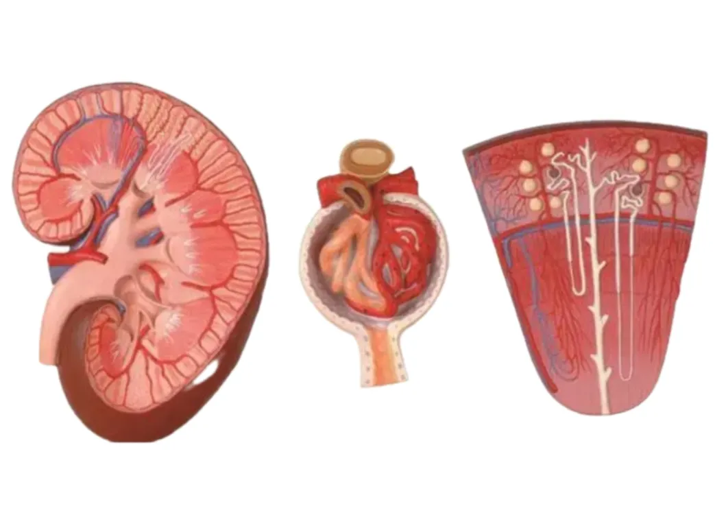 Kidney Section Anatomical Model 5