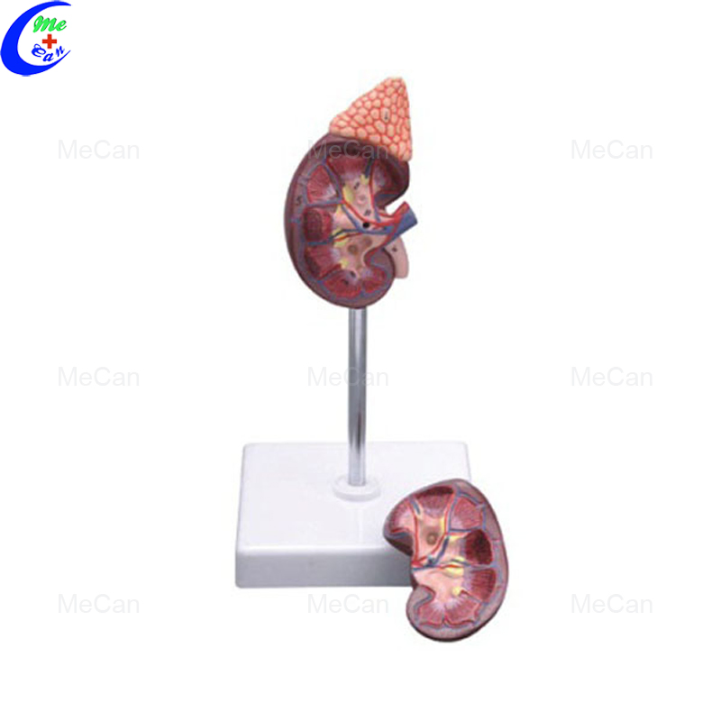 Kidney Section with Nephron and Renal Glomerulus Model/Kidney with Adrenal Model