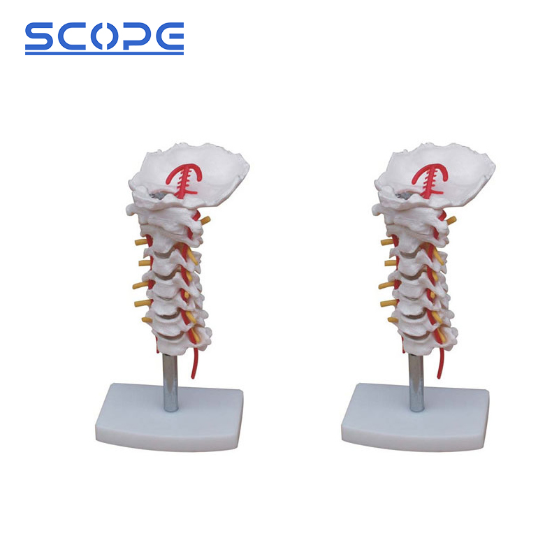 Sc-A1021 Cervical Carotid Artery Occipital Intervertebral Discand Nerve Anatomy Model
