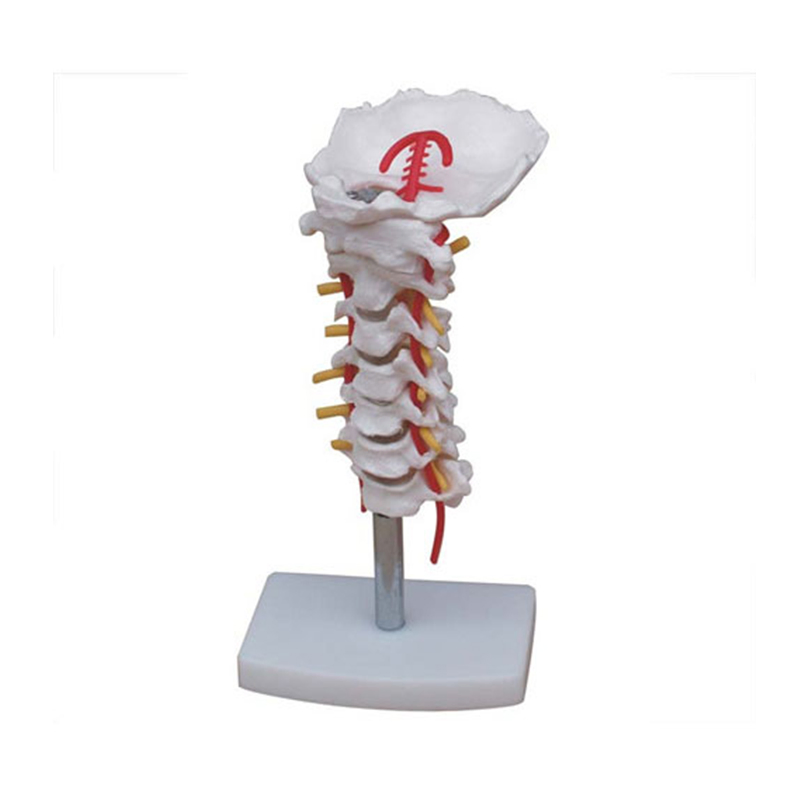 Sc-A1021 Cervical Carotid Artery Occipital Intervertebral Discand Nerve Anatomy Model