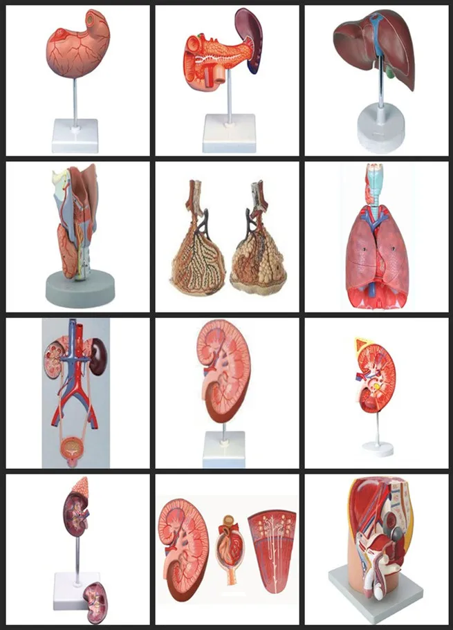 Kidney Section Detailed View 1
