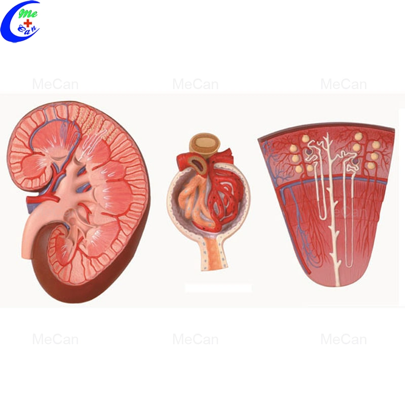 Kidney Section with Nephron and Renal Glomerulus Model/Kidney with Adrenal Model