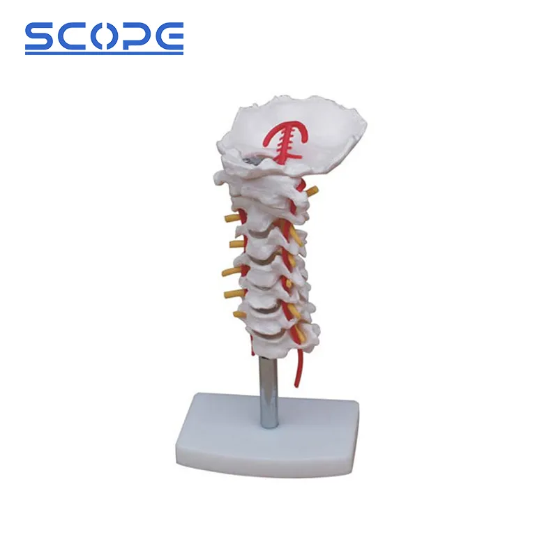 Cervical Spine Anatomy Model Front View