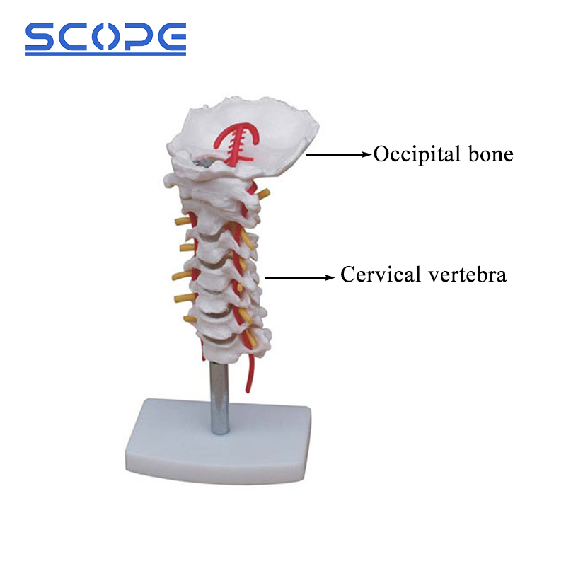 Sc-A1021 Cervical Carotid Artery Occipital Intervertebral Discand Nerve Anatomy Model