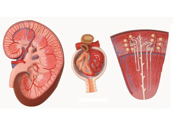 Kidney Section Model Main View