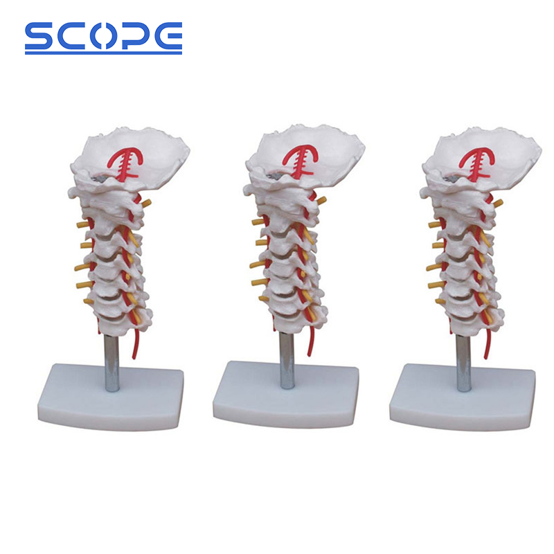 Sc-A1021 Cervical Carotid Artery Occipital Intervertebral Discand Nerve Anatomy Model