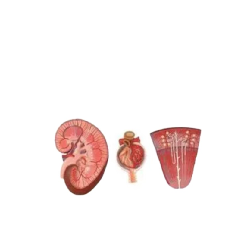 Kidney Section with Nephron and Renal Glomerulus Model Anatomical Model