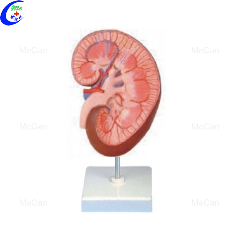 Kidney Section with Nephron and Renal Glomerulus Model/Kidney with Adrenal Model