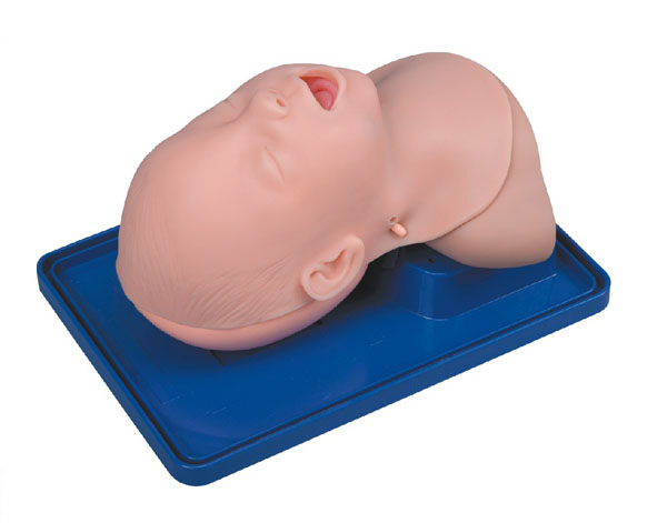 Kidney Section with Nephron and Renal Glomerulus Model/Kidney with Adrenal Model