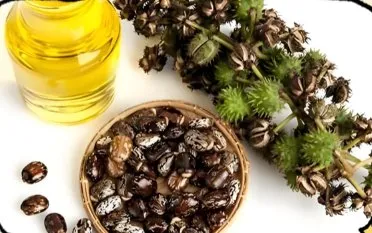 مواصفات زيت الخروع
