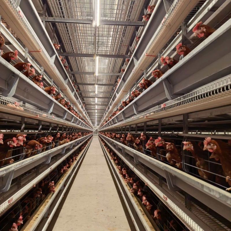 Bird Behavior Monitoring and Analysis Systems Chicken Cage Equipment