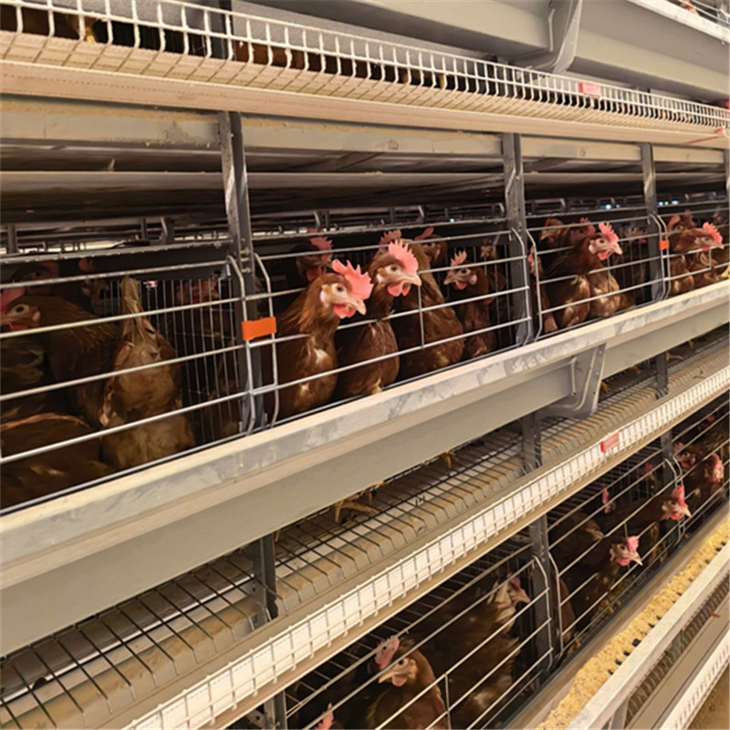 Bird Behavior Monitoring and Analysis Systems Chicken Cage Equipment