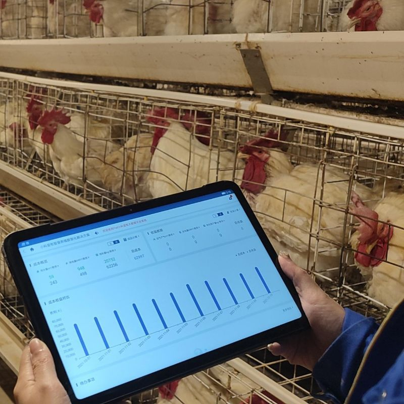 Ew101 Portable Chicken Weighing Scale - Intelligent Poultry Weight Monitoring Device