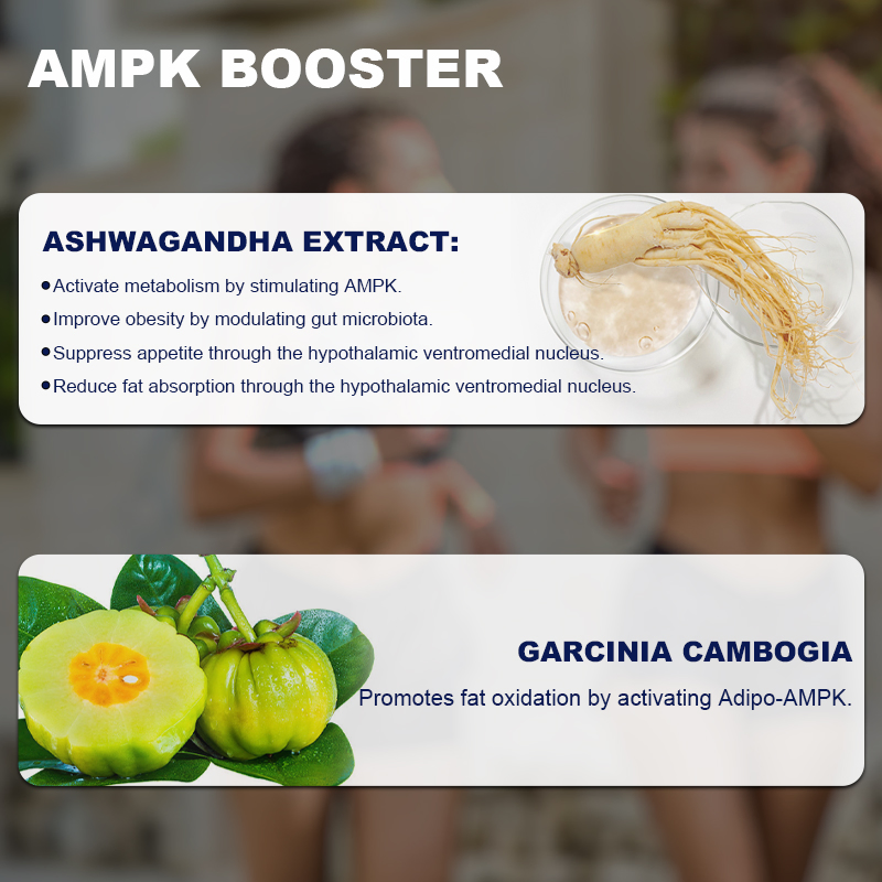 Wholesale Price Natural Appetite Suppressant Capsules for Healthy Weight Management