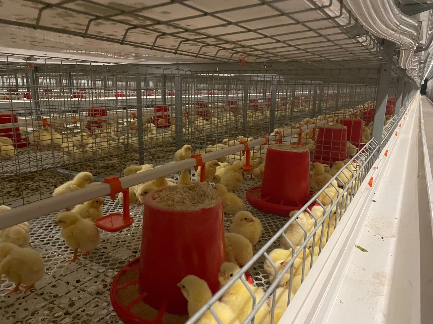 G2 Chick Weighing Controller - Intelligent Poultry Growth Monitoring System