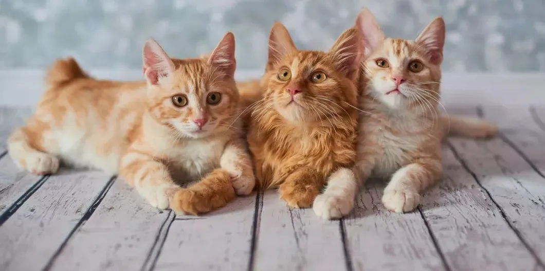 Eco-Friendly Cat Litter