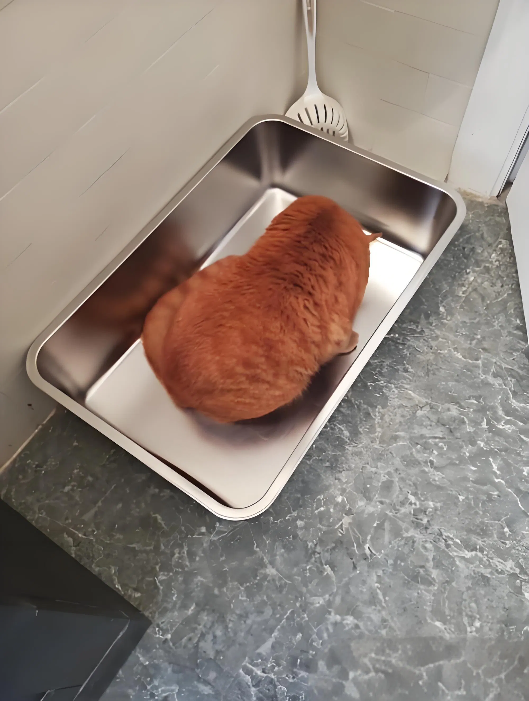 Multicats Litter Box in Square Design for Easy Maintenance