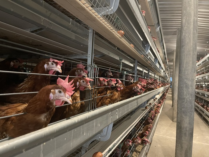 G2 Chick Weighing Controller - Intelligent Poultry Growth Monitoring System