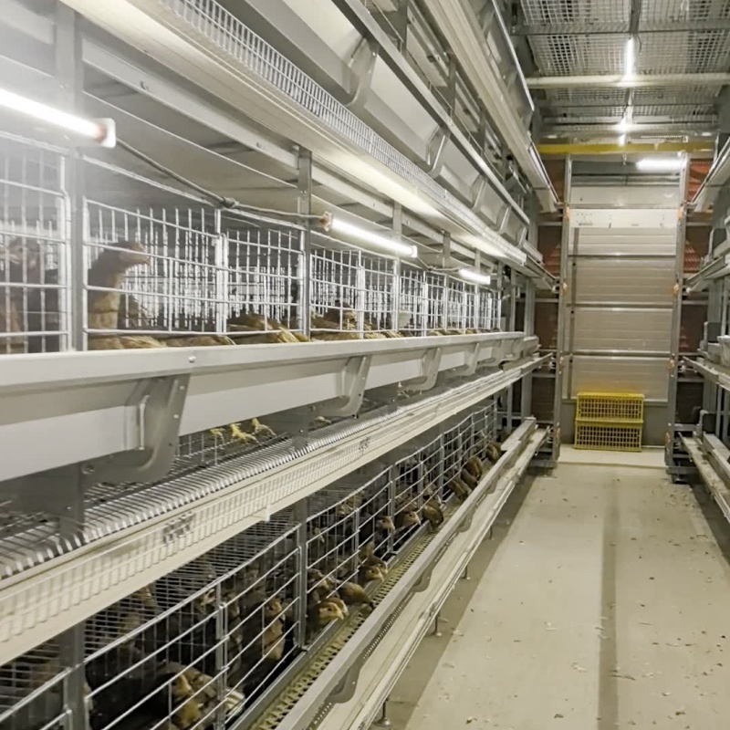 Feeding Automation with Precise Portion Control Features Chicken Cage Equipment