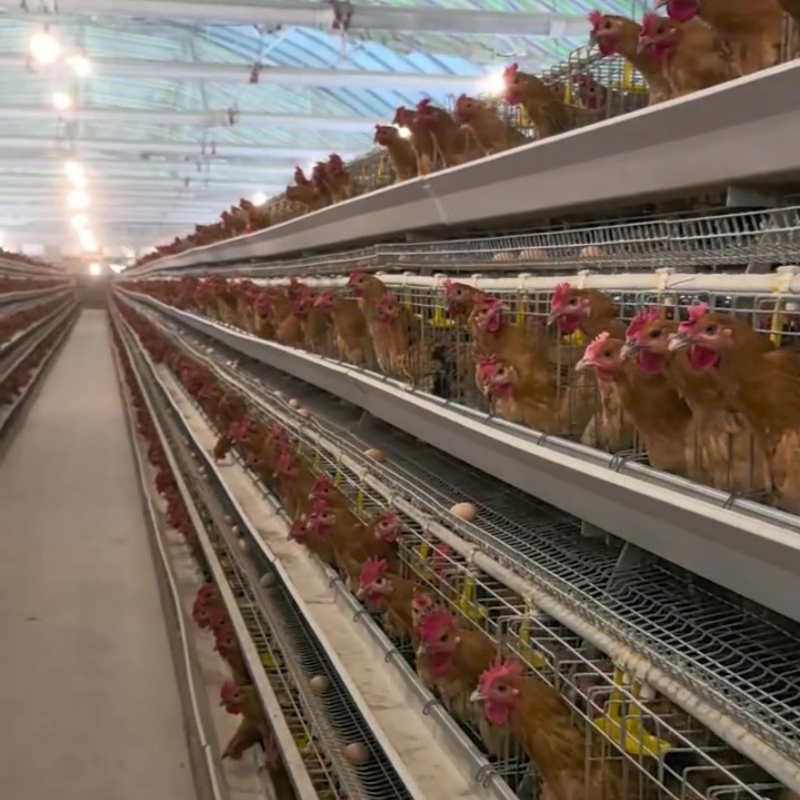 Feed Monitoring to Track Consumption Patterns and Flock Health Layer Cage System