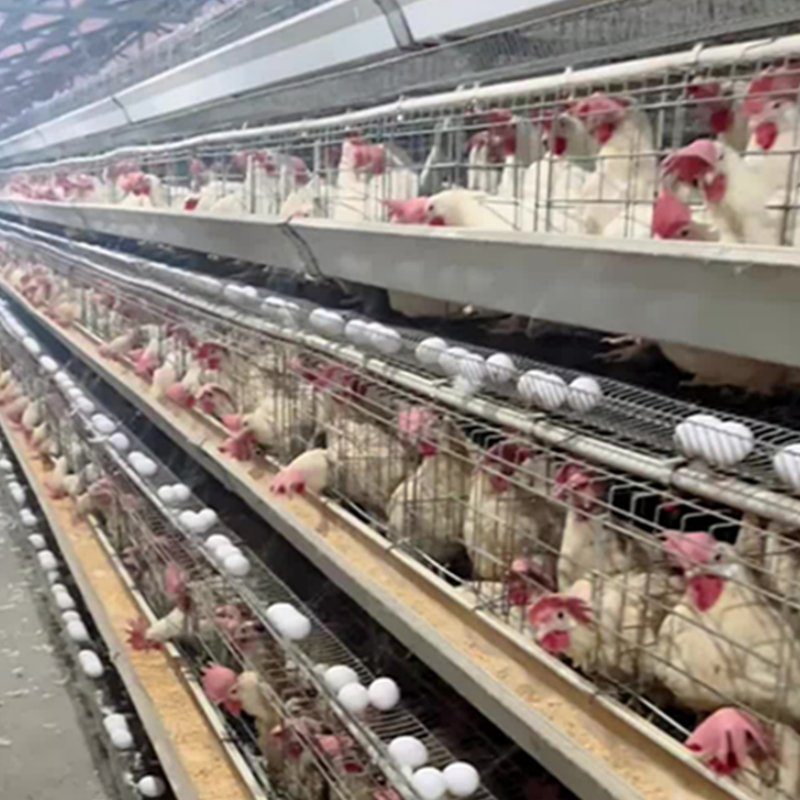 Feed Monitoring to Track Consumption Patterns and Flock Health Layer Cage System