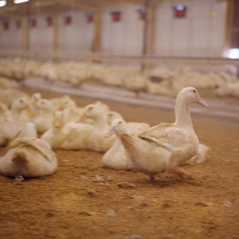 Ew101 Portable Chicken Weighing Scale - Intelligent Poultry Weight Monitoring Device