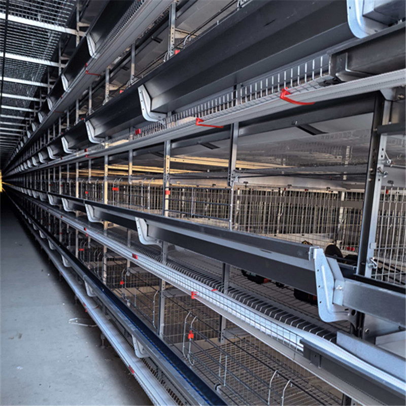 Feeding Automation with Precise Portion Control Features Chicken Cage Equipment
