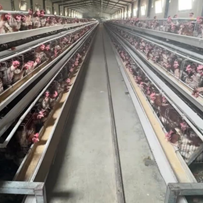 Feed Monitoring to Track Consumption Patterns and Flock Health Layer Cage System