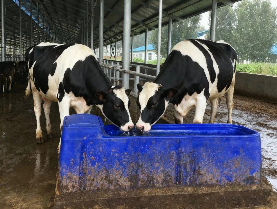 Smart APP Controlled Automatic Livestock Water Trough with Heating Animal Livestock Automatic Drinkers Dairy Thermal Water Trough Cattle Cow Waterer