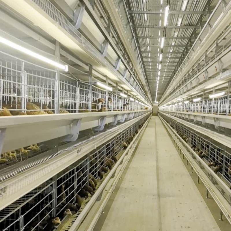 Feeding Automation with Precise Portion Control Features Chicken Cage Equipment
