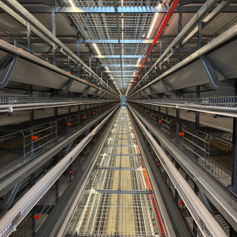 Feeding Automation with Precise Portion Control Features Chicken Cage Equipment