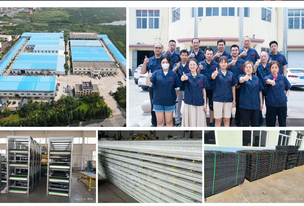 Poultry Feeding System