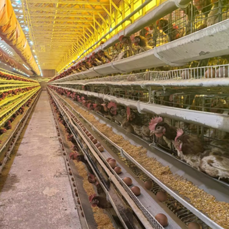 Feed Monitoring to Track Consumption Patterns and Flock Health Layer Cage System