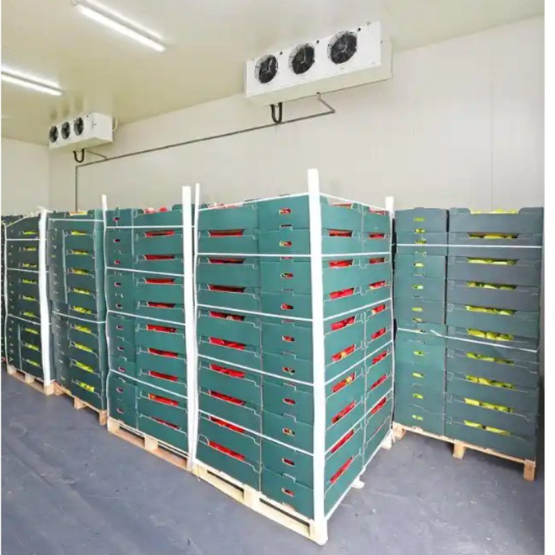 100 Ton Cold Storage for Potato Business