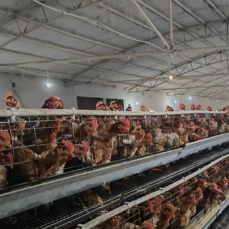 Feed Monitoring to Track Consumption Patterns and Flock Health Layer Cage System