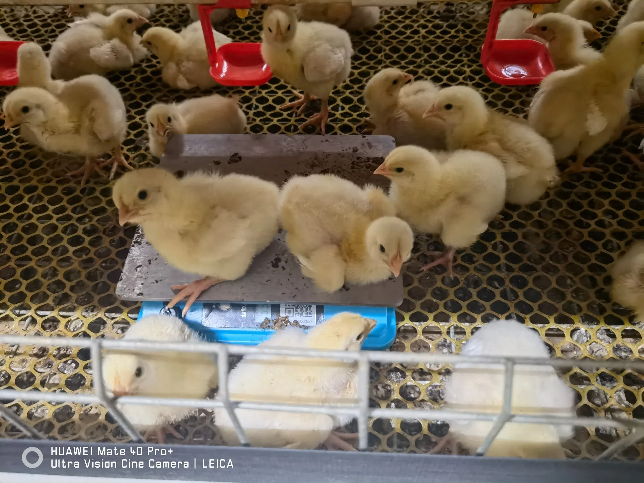 G2 Chick Weighing Controller - Intelligent Poultry Growth Monitoring System