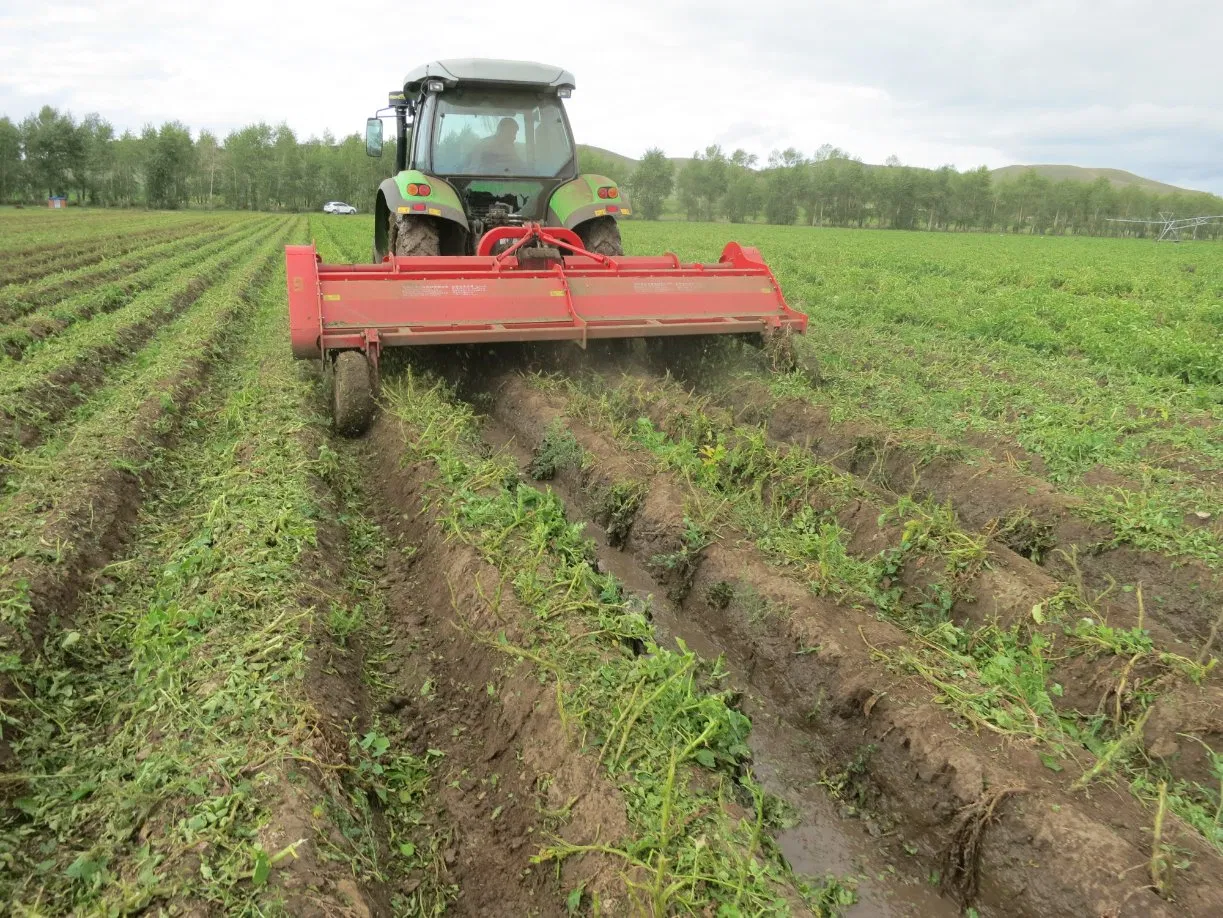 Heavy-Duty Potato Seedling Tool for Clay Soil Cultivation